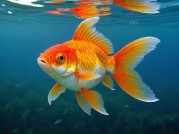 探秘金鱼王：水族世界的神秘王者