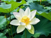 ：《藏在《诗经》中的名字密码：如何用三千年文化基因点亮现代人的命名焦虑？》——从“采薇”到“攸宁”，解码古典美学的现代应用法则