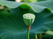 莲小蓬：开启行业新潮流的神秘力量？