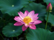 锦香：探索水果新宠背后的奥秘