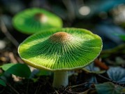 绿蘑菇：神秘自然精灵的多面揭秘