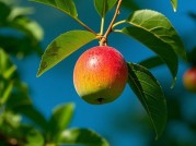 灵果：大自然馈赠的神秘瑰宝，你了解多少？