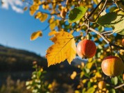 促秋：解锁秋季生活的全新密码
