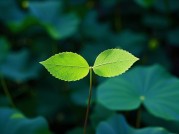 双叶：探索其背后的奥秘与价值