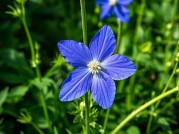 雨燕草哪里采？全球五大核心产区与生态采集指南（附实地探访数据）