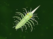 独角虫进化之谜：生命周期的突破是否暗藏生态启示？
